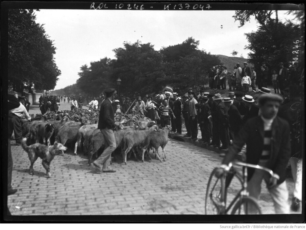 Tour de Paris. Porte de Bagnolet [un coureur croisant un troupeau de moutons, le 4 août 1907], Agence Rol, Source Bibliothèque Nationale de France.